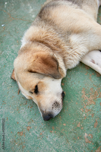 Verticalshot of a cute domestic dog lying near a fence photo