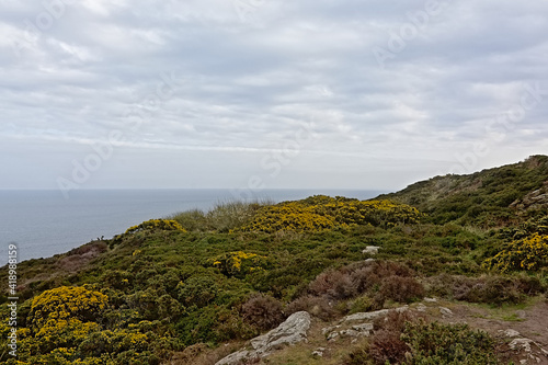 Cliffs along north sea coase of Howth, ireland, with flowering gorse bushes on a cloudy day 