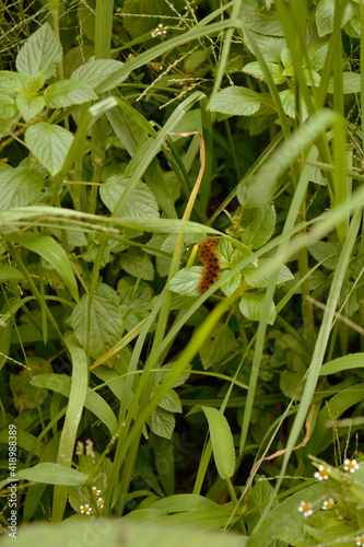 bug in plants