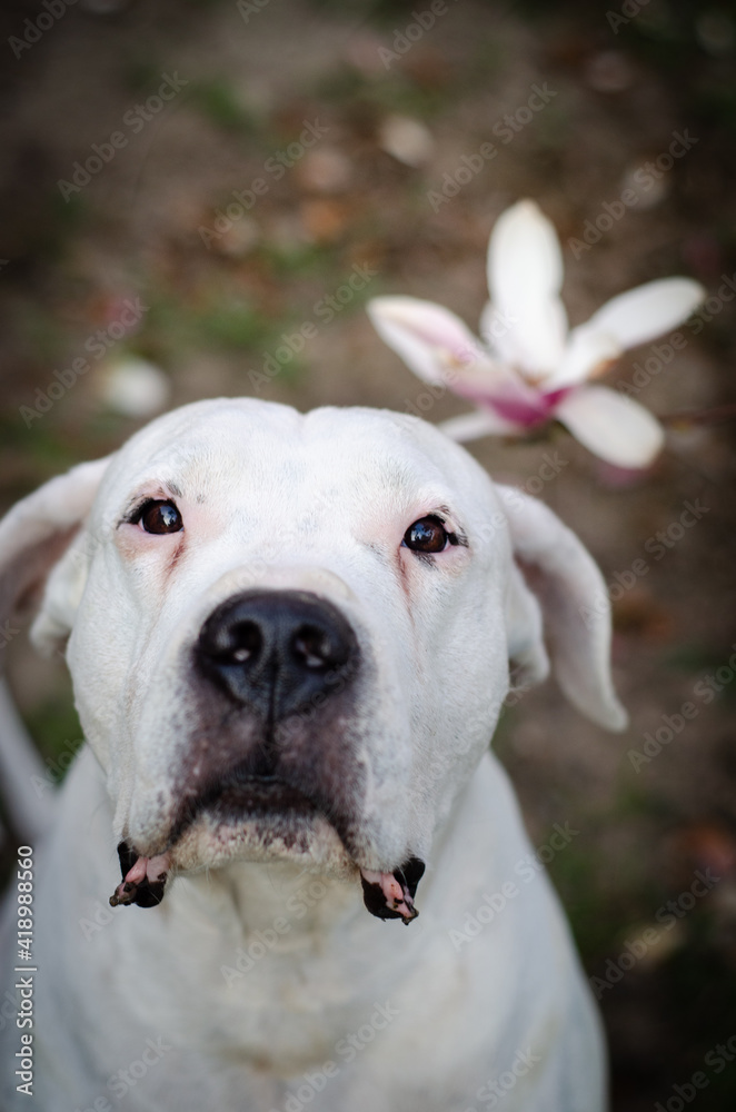 a portrait of an Argentine mastiff looking up into the lens and a magnolia blossom behind it