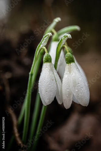 Makroaufnahme von einer Frühlingsblume mit Wassertropfen .  Frühlingsknotenblume Schneeglöckchen