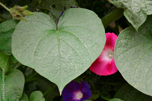 flor timida