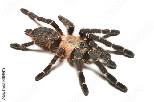 Closeup picture of a female of the "Thai Bamboo Earth Tiger" tarantula Ornithoctoninae sp. "Mae Hong Son" (Araneae: Theraphosidae), likely a new and undescribed spider genus and species from Thailand.