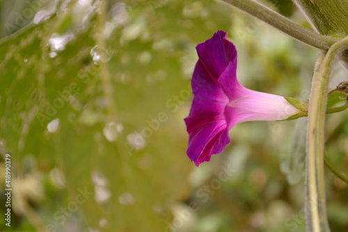 flor