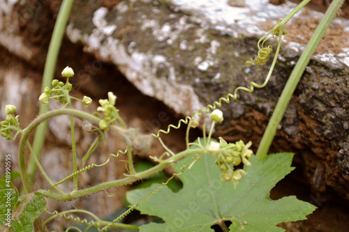 enredadera