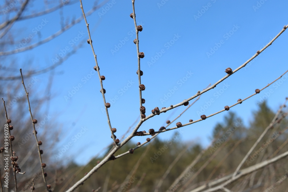 A branch of a flowering tree with buds, attracts the eyes with its beauty on a spring day