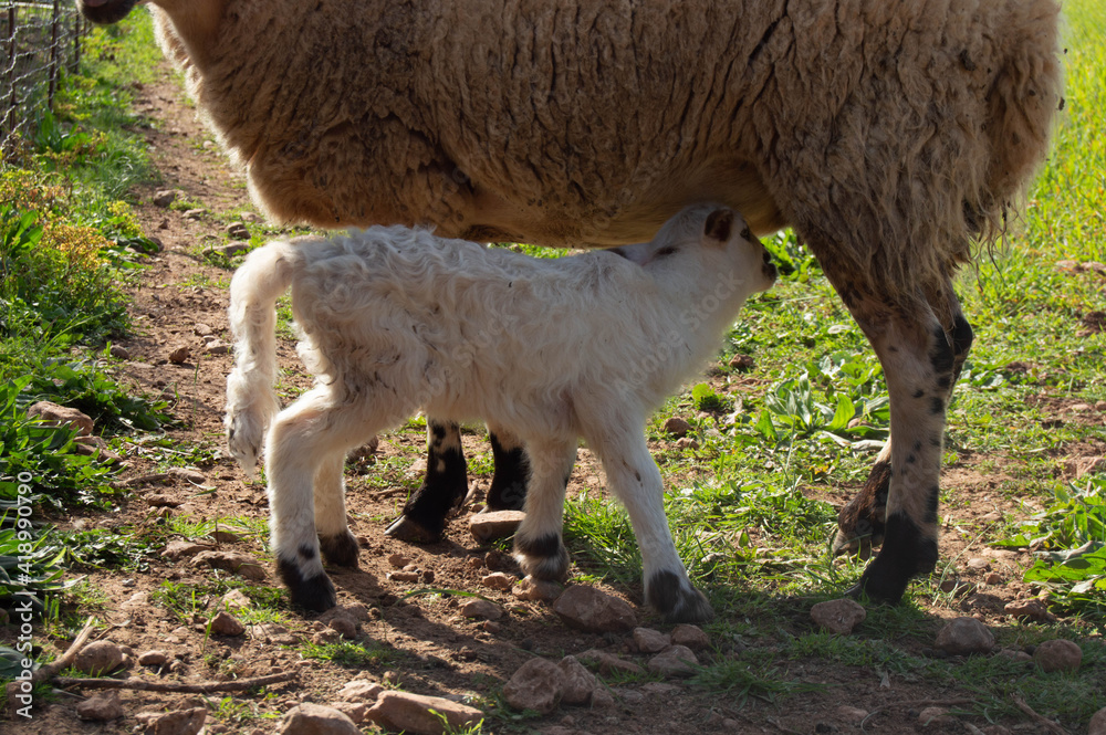 Baby Sheep 2 days old with her mum- grazing free - family farm Baby Sheep 2 days old with her mum- grazing free - family farm