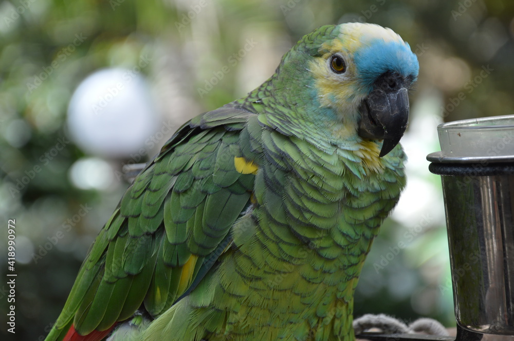 Obraz premium Papuga