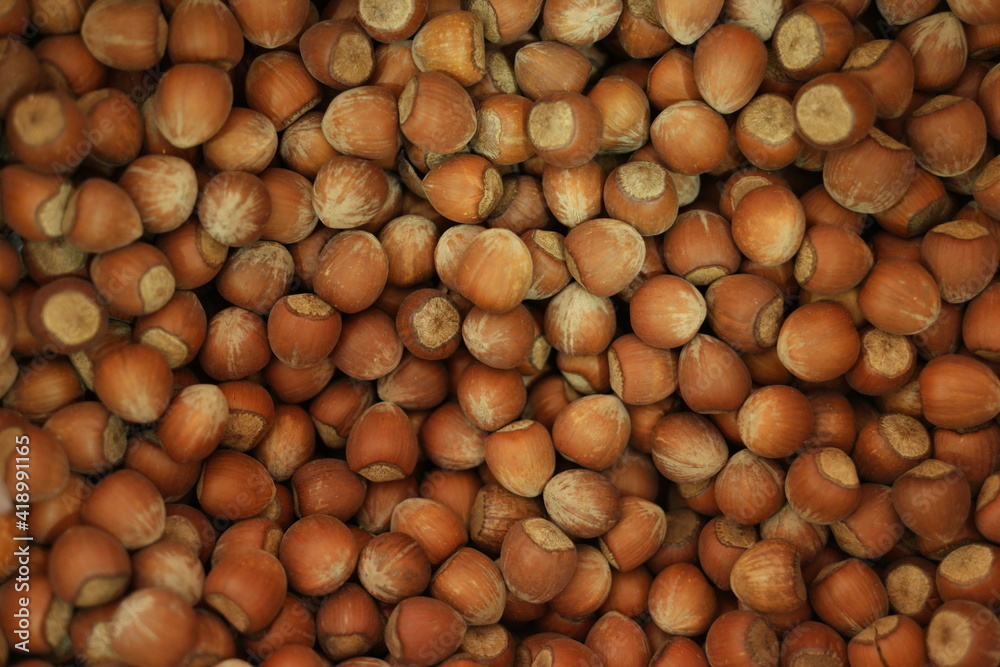 Dry brown hazel nuts background. Pile of unpeeled brown hazel nuts close up. Dry brown hazel nuts background. Pile of unpeeled brown hazel nuts close up.