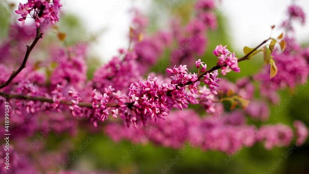 Closeup of blooming branch of Judas tree with pink flowers in park. Beautiful pink flowers of Cercis siliquastrum moving on the wind in garden. European Scarlet. Blossom time