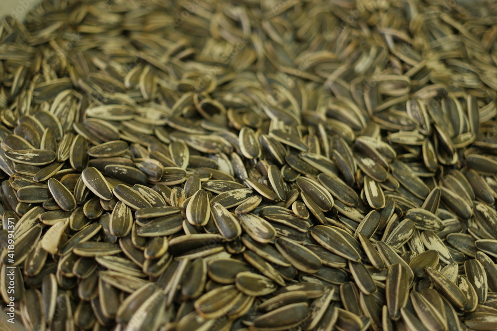 Sunflower seeds background. Heap of unpeeled sunflower seeds close up. Agriculture concept.