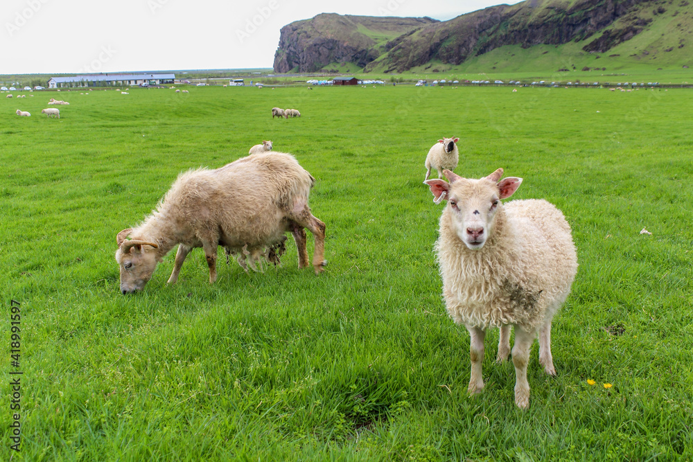 Obraz premium Young nosy sheep posing for the camera