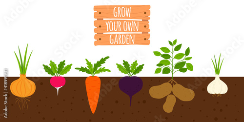 Root crops in the ground. Vegetables in the soil in the section. Grow your own garden. The inscription on a wooden plaque. Flat cartoon style, isolated on a white background