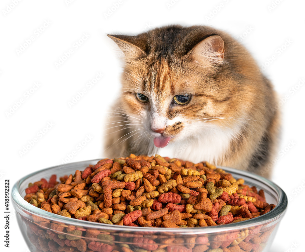 Large kibble cat food top