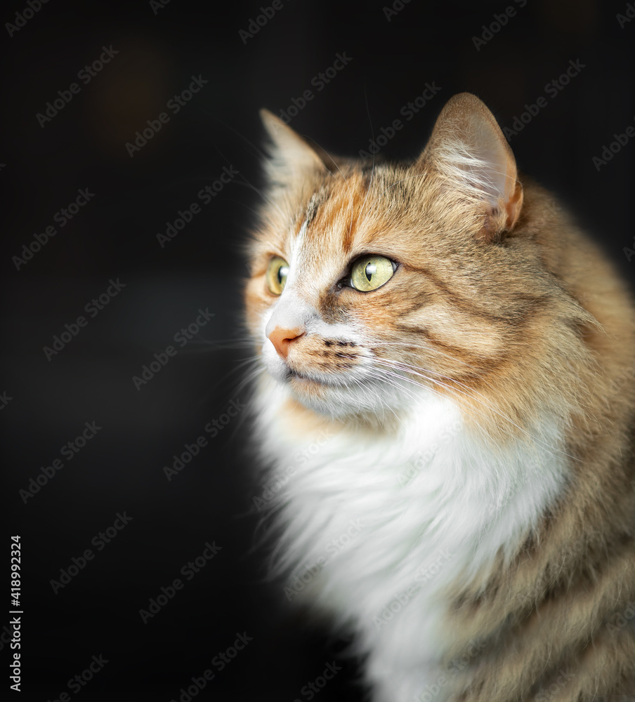 Fluffy cat head shot, side profile. Cute female long hair kitty in front of defocused dark background. Striking asymmetric face markings with yellow eyes. Torbie or calico coloring. Selective focus.