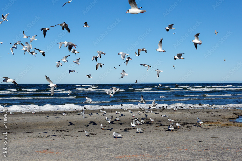 A flock of seagulls are flying in the air on the beach. Seagulls on the background of the beach on a sunny day. Seagulls on the background of the sea and sand.