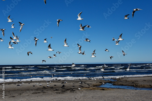 A flock of seagulls are flying in the air on the beach. Seagulls on the background of the beach on a sunny day. Seagulls on the background of the sea and sand.