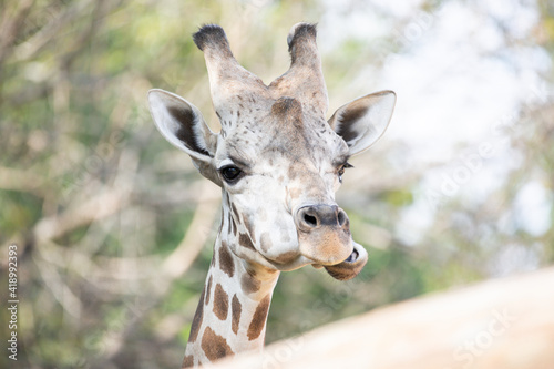 Giraffe © KCULP