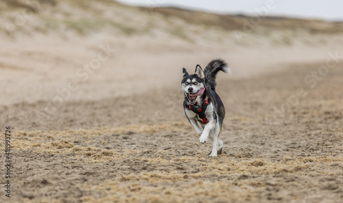 Close up portrait of beautiful young Siberian husky running on the beach with splashing sand and tongue hanging out of mouth looks with cheerful bright blue eyes against blurred background