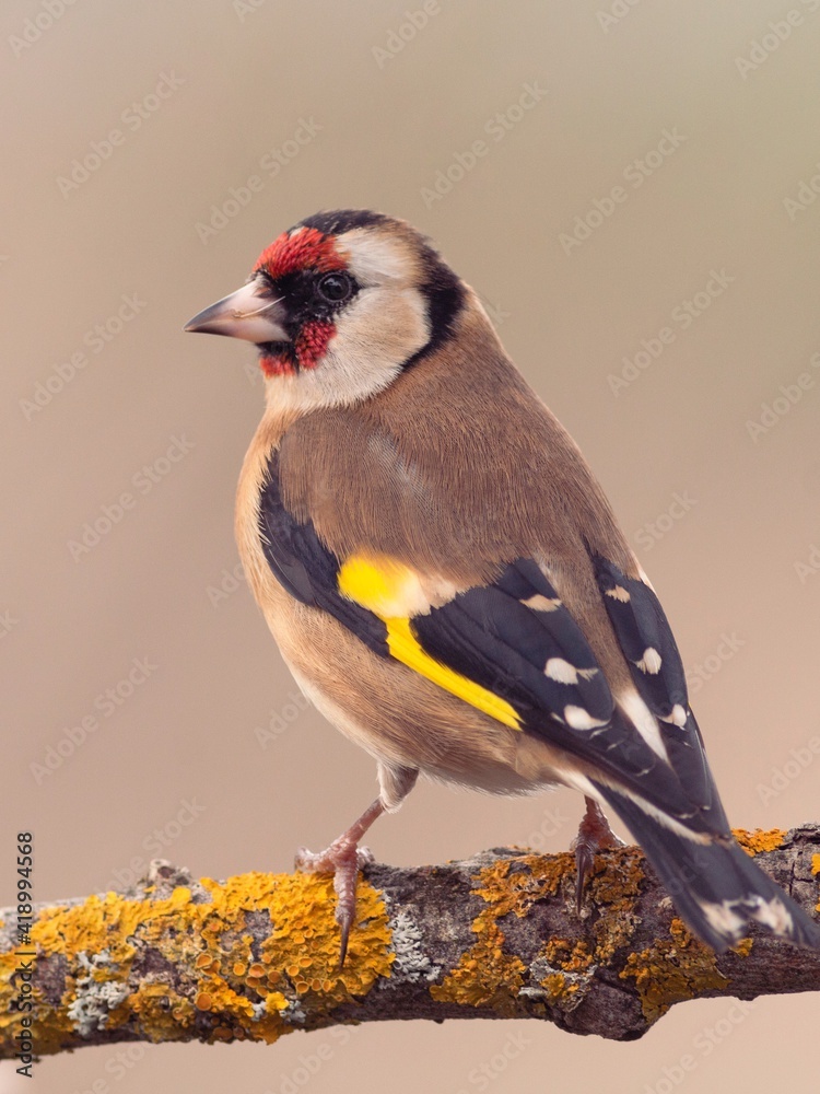 Obraz premium JILGUERO CARDUELIS CARDUELIS