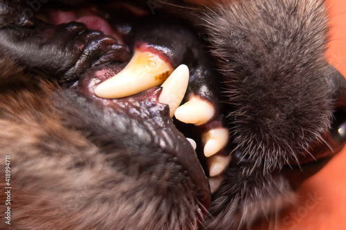 Close-up of the mouth of an adult dog with plaque on the canine. Oral hygiene, dental concepts