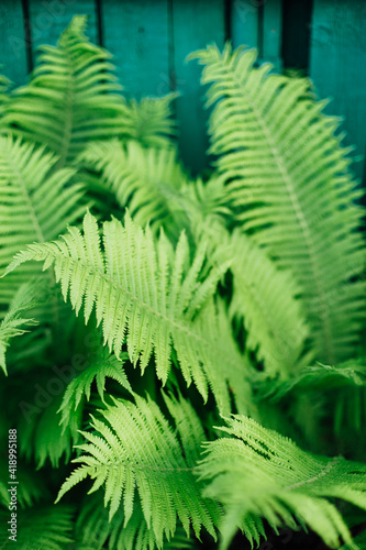 Fern leaves on the background of a wooden fence.