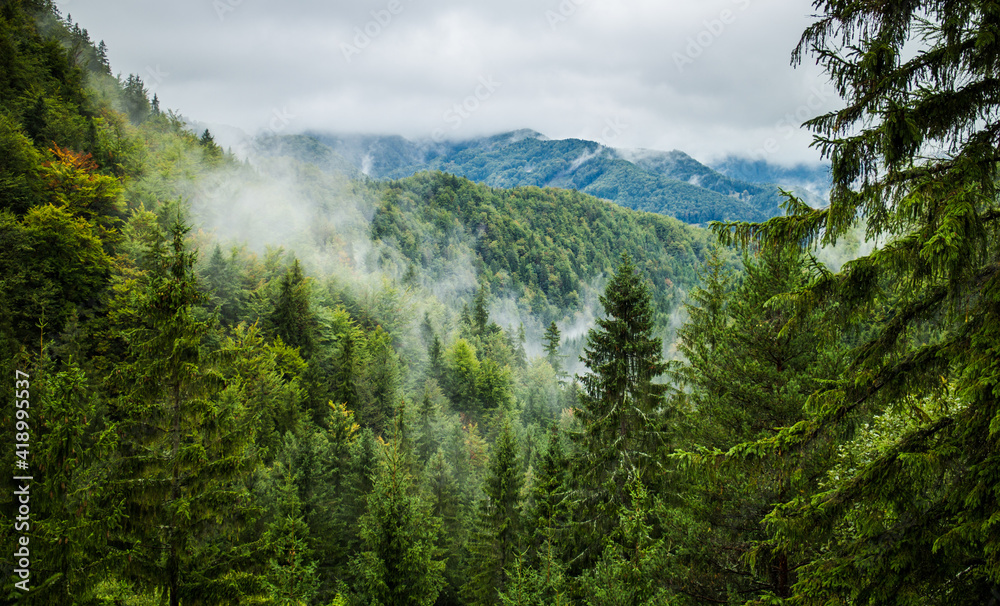 Rising steam and fog from the coniferous forest after rain