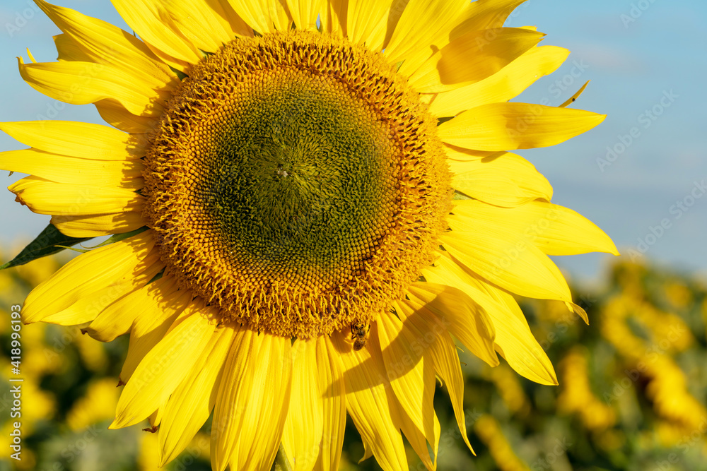 Obraz premium A large sunflower close-up against a blue sky.