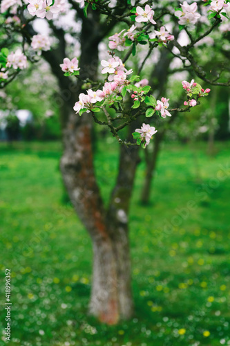 Pinkish flowers of an apple-tree on a twig.
