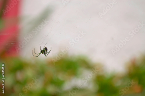 araña