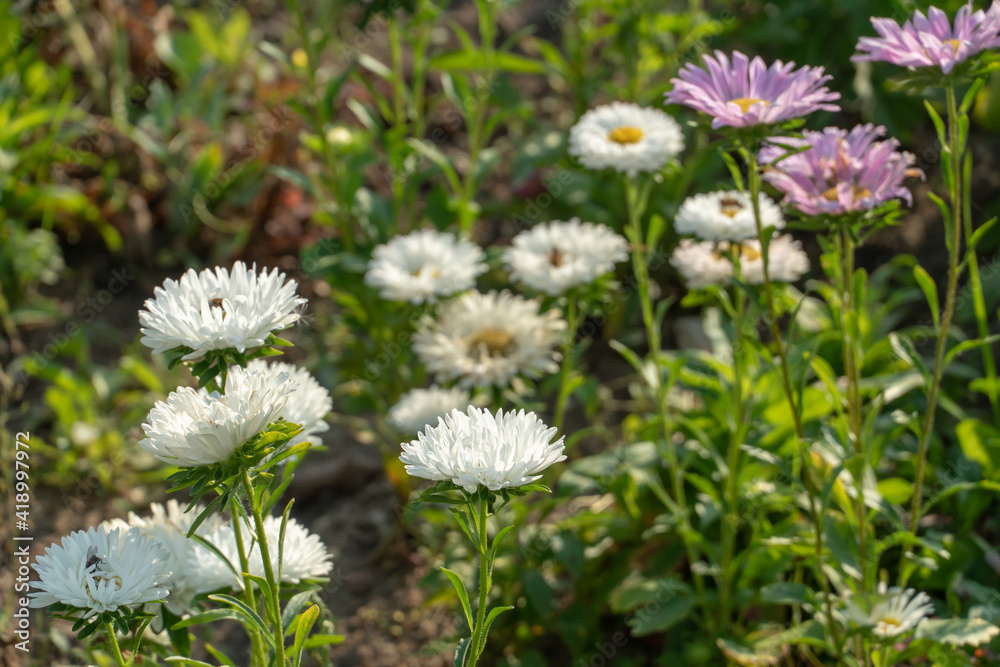 Garden with different kinds of flowers. Flower meadow or clearing. Industrial cultivation of flowers. White asters and marigolds. Garden with different kinds of flowers. Flower meadow or clearing. Industrial cultivation of flowers. White asters and marigolds.