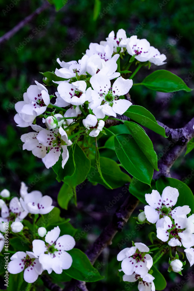 Close-up view of blooming apple tree flowers in botanical garden Close-up view of blooming apple tree flowers in botanical garden