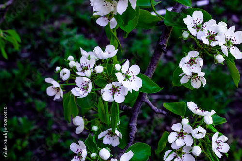 Close-up view of blooming apple tree flowers in botanical garden