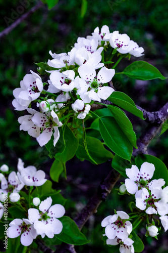 Close-up view of blooming apple tree flowers in botanical garden