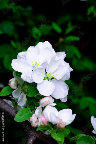 Close-up view of blooming apple tree flowers in botanical garden