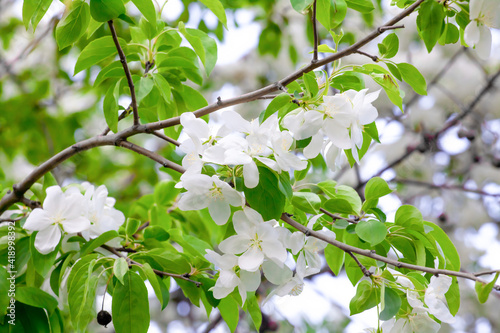 White flowers of cherry trees bloom on a branch. Close-up. The concept of spring, summer, flowering, holiday.