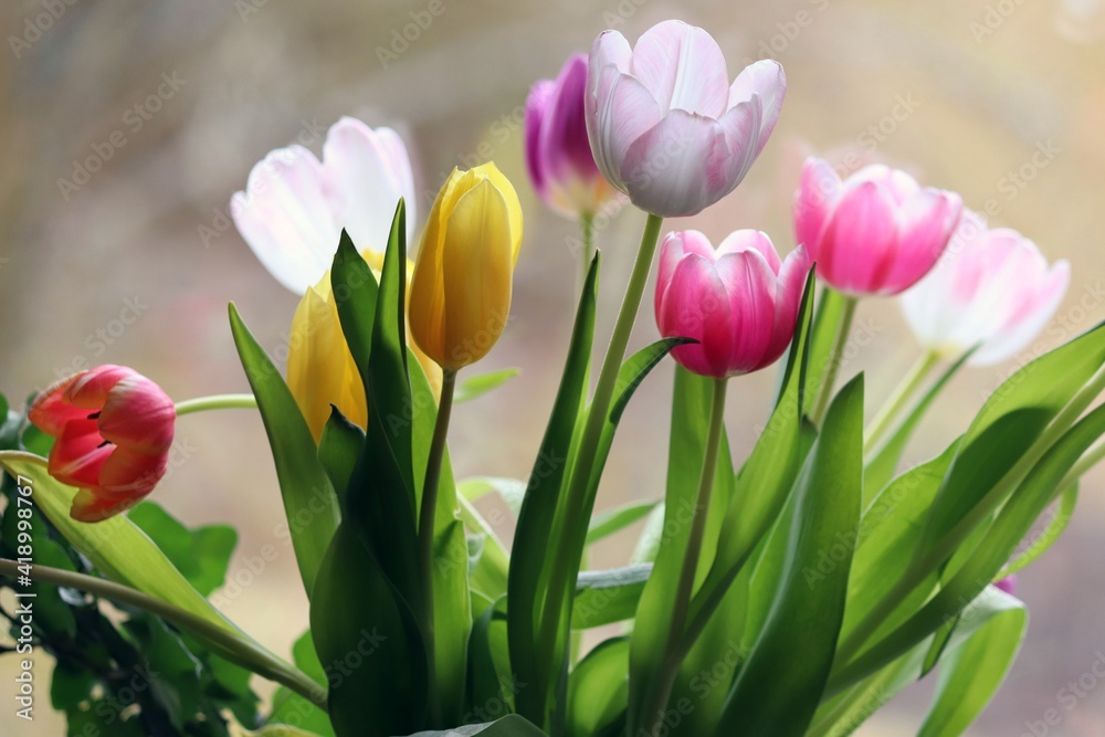 Fototapeta premium Blumenstrauss mit bunten Tulpen