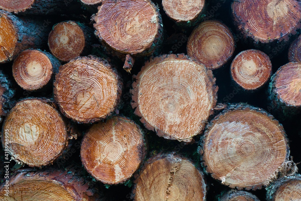 Troncos de madera, pila de troncos, leña. Troncos de madera, pila de troncos, leña.