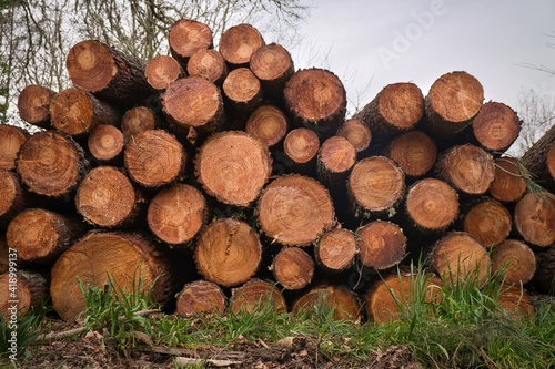 Troncos apilados unos sobre otros en el bosque. Pila de troncos  troncos talados.