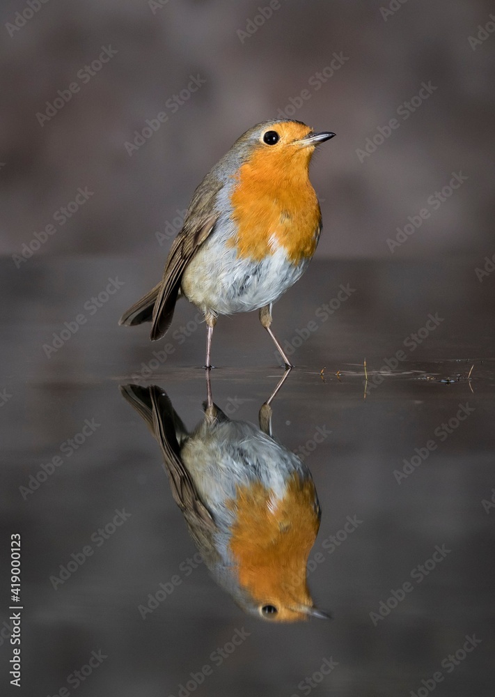 PETIRROJO ERITHACUS RUBECULA
PETIRROJO ERITHACUS RUBECULA