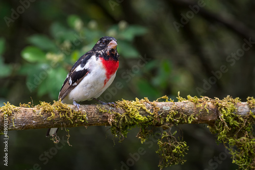 Boreal migratory bird perched on a stick full of moss