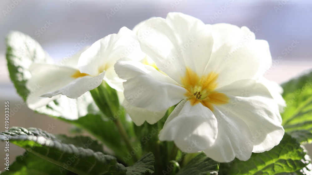 white narcissus flower