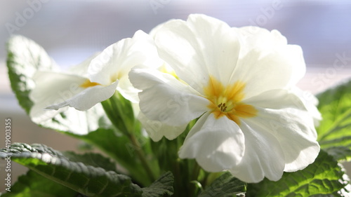 white narcissus flower