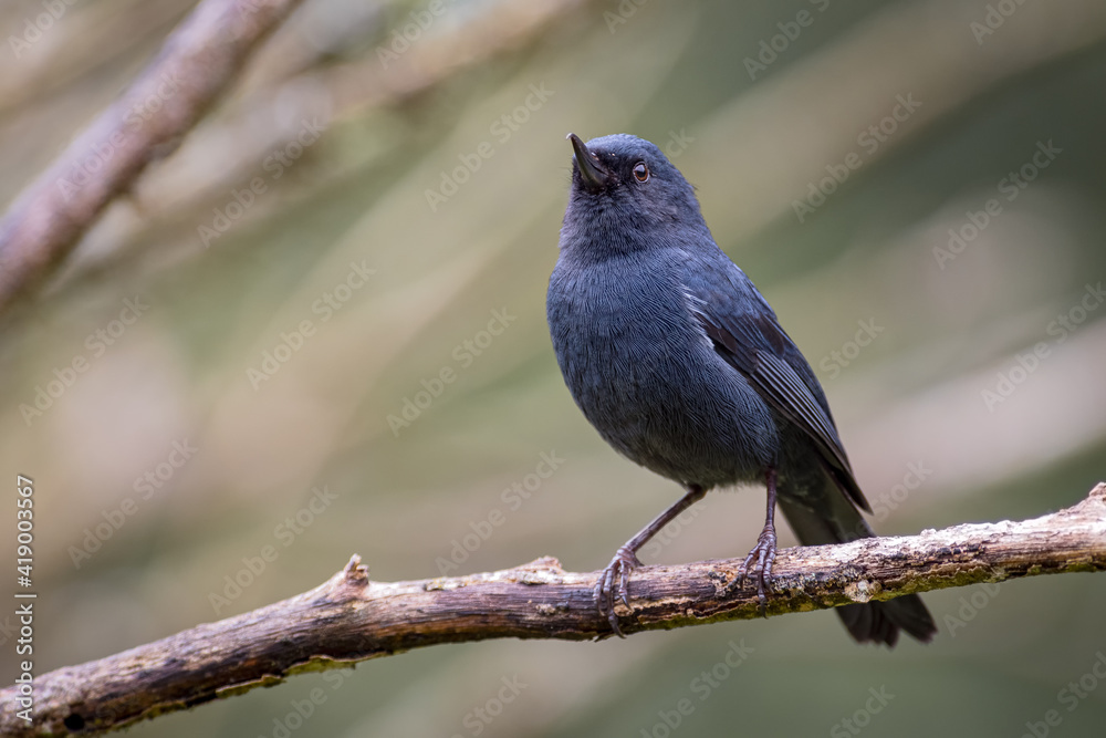 Small black bird resting gracefully on a branch Small black bird resting gracefully on a branch
