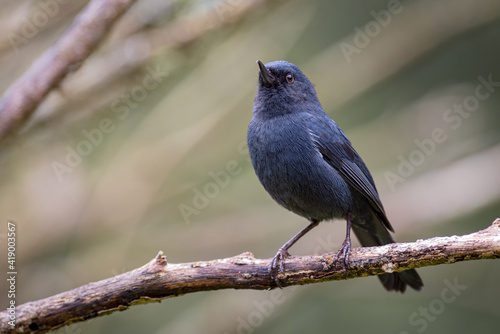 Small black bird resting gracefully on a branch photo