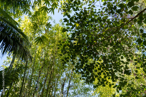 Bamboo forest with sun flare at Arashiyama  Japan 