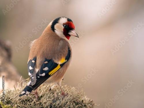 JILGUERO CARDUELIS CARDUELIS