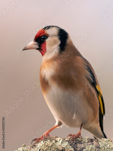 JILGUERO CARDUELIS CARDUELIS