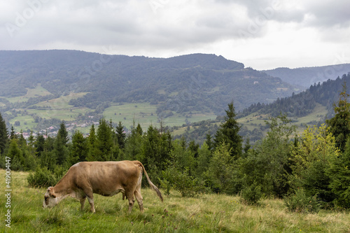 Majestic view on foggy Carpathian mountains Meadow. Cow Graze in the Carpathian mountains Meadow © Vasyl Kravchenko