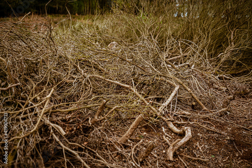 Tree branches of felled trees without leaves in a forest